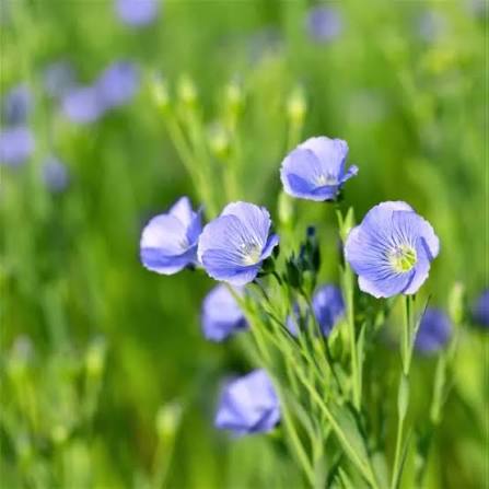Linseed ( flax)